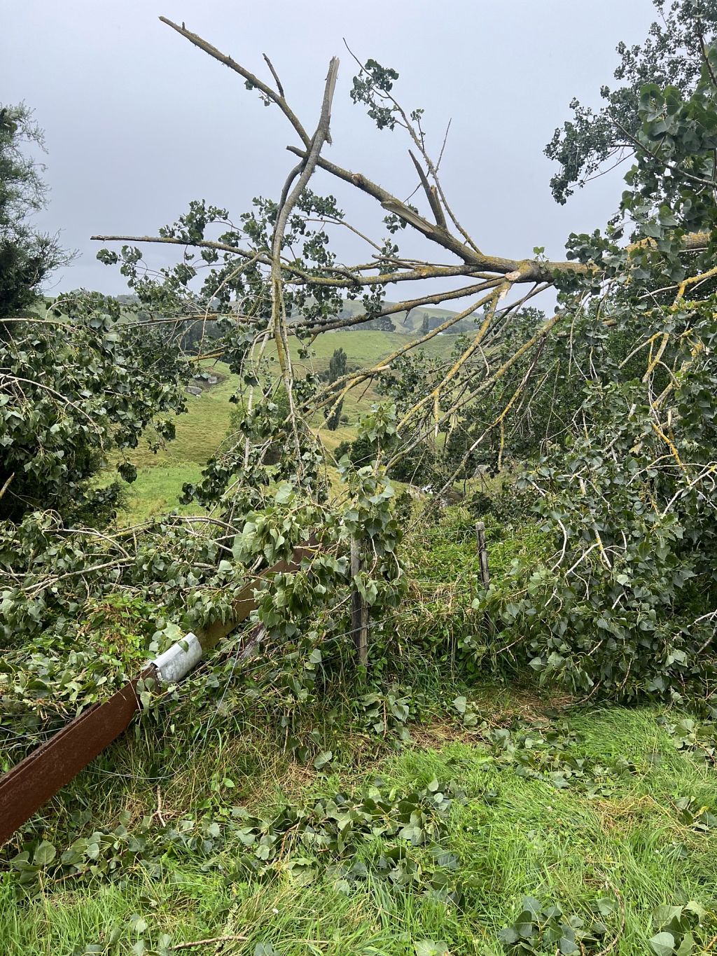 A tree fallen on power line at Huirumu